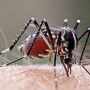 Dengue segue sob controle em Coxim, enquanto chikungunya avan&ccedil;a em munic&iacute;pios de Mato Grosso do Sul