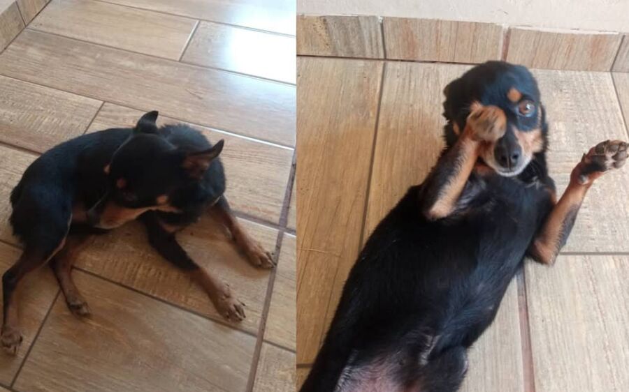 Cachorro Scoob desaparece perto de escola em São Gabriel do Oeste
