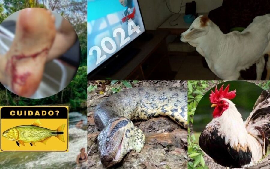 Peixe que atacou turista, galo denunciado à polícia e morte de sucuri icônica: MS teve 2024 agitado 