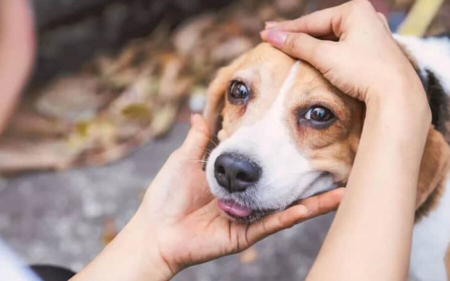 Campanha Dezembro Verde combate o abandono de animais e conscientiza sobre adoção consciente