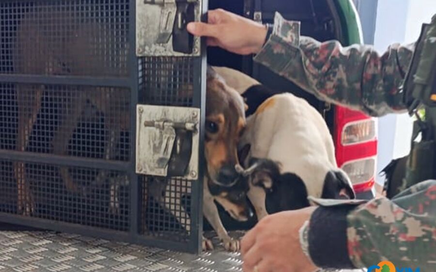 Maus-tratos a animais em Coxim: PMA autua morador no bairro Senhor Divino