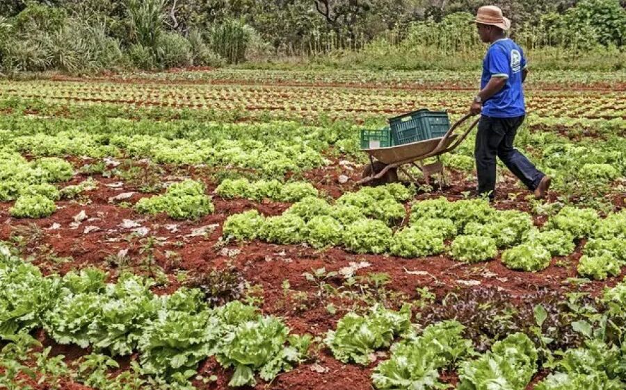 MS lidera adesão de agricultores
familiares ao Programa
Fomento Rural