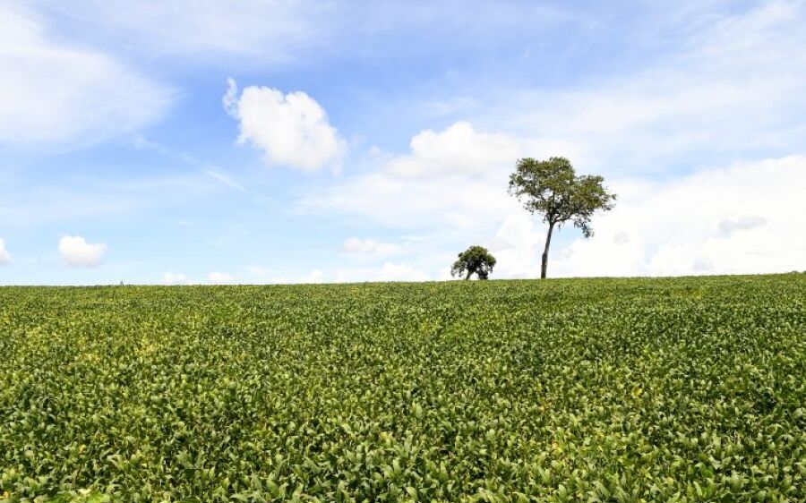 Mais de 70% das lavouras de soja apresentam boas condições de desenvolvimento, atesta Projeto Siga/M