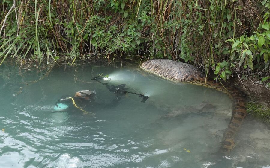 Fotógrafo encontra as sucuris gigantes de Bonito