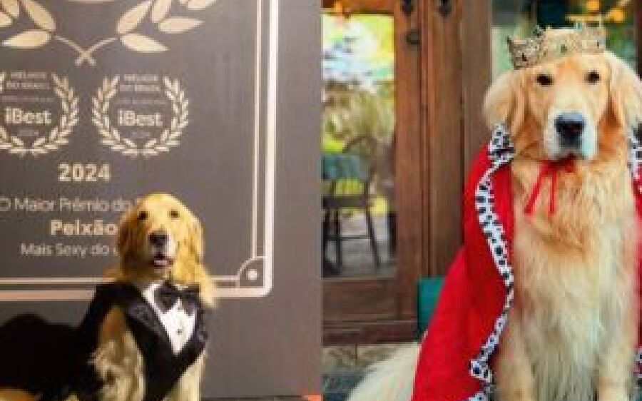 Cachorro de MS ganha prêmio e posa como 'mais sexy do Brasil'
