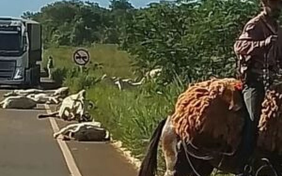 Caminhão desgovernado atropela e mata mais de 10 bois em MS