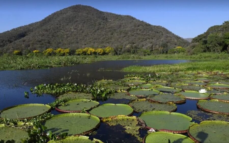 MS regulamenta fundo com R$ 40 milhões para remunerar produtores pela preservação do Pantanal