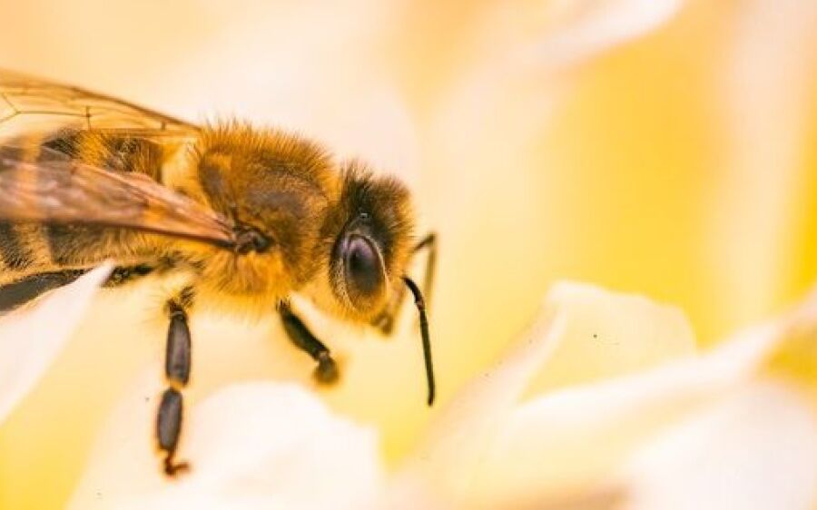 Saúde alerta para aumento de ataques de abelhas em MS e reforça medidas de prevenção
