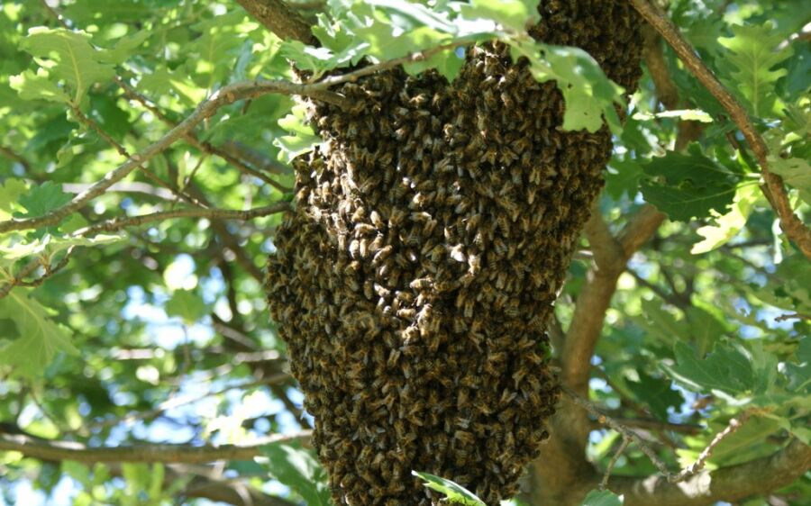 Alerta! Ataques de Abelhas Faz Mais uma Vítima Fatal na região de Coxim