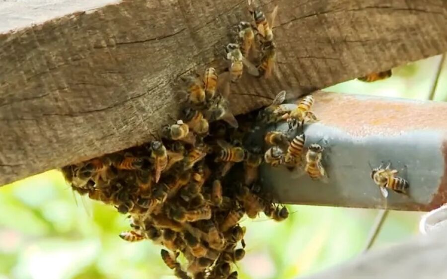 Ataques de Abelhas Faz Mais uma Vítima Fatal na região de Coxim
