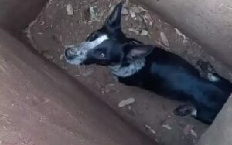 Cachorros são encontrados amarrados dentro de bueiro em MS