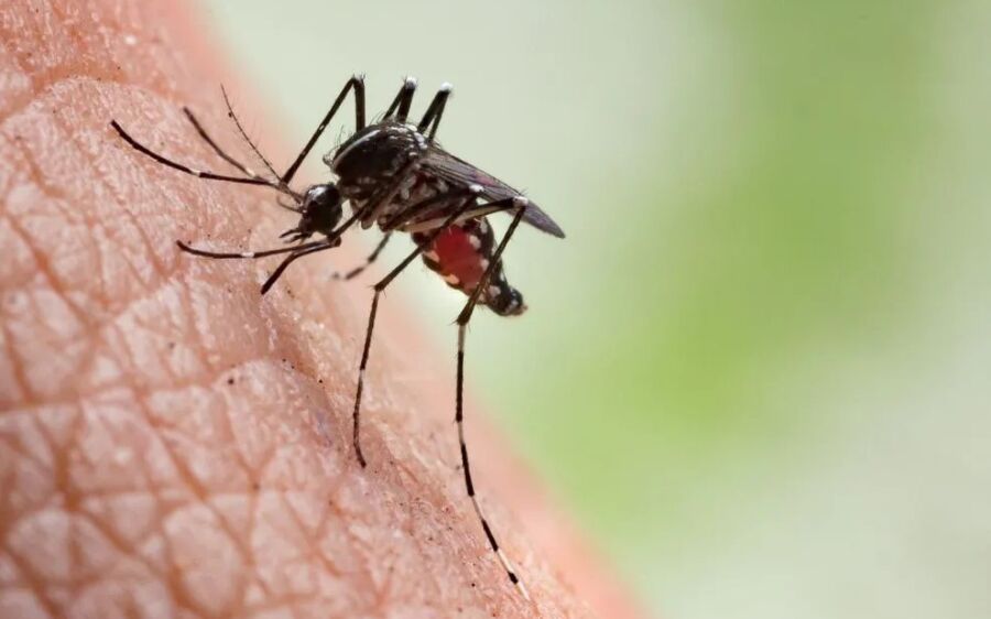 Coxim registra 22 Casos prováveis de Chikungunya, com maior incidência em regiões específicas
