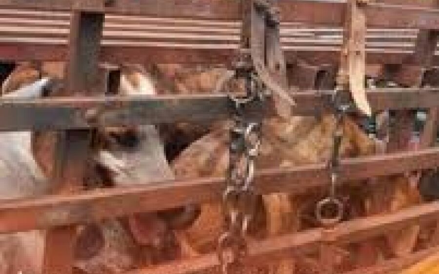 Oito cães são resgatados de gaiola em situação de maus-tratos em MS
