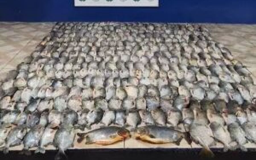 Mal encerrada a Piracema, PMA apreende piranhas e pacus com pescadores em MS
