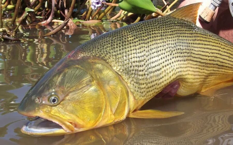 Deputados aprovam prorrogação da proibição da captura do Dourado por mais dois anos