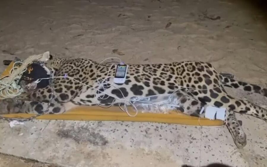 Onça-pintada que matou caseiro no Pantanal é capturada
