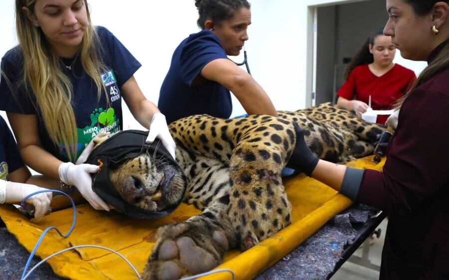 Onça-pintada capturada após ataque no Pantanal chega ao CRAS para exames
