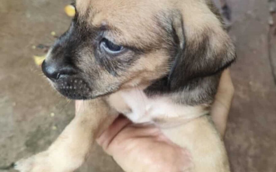 Dê amor e receba lealdade: filhotes procuram um lar em São Gabriel do Oeste
