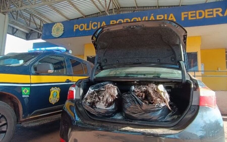 PRF apreende 70 kg de cabelo humano sem nota fiscal na BR-262
