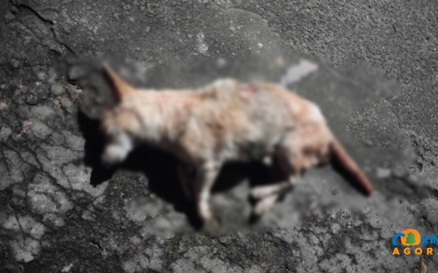 Idoso é acusado de matar cachorro com facão e pauladas em Coxim; Polícia Civil investiga o caso