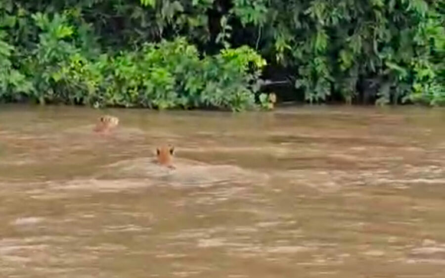 Pescador flagra três onças atravessando Rio Taquari, em Coxim
