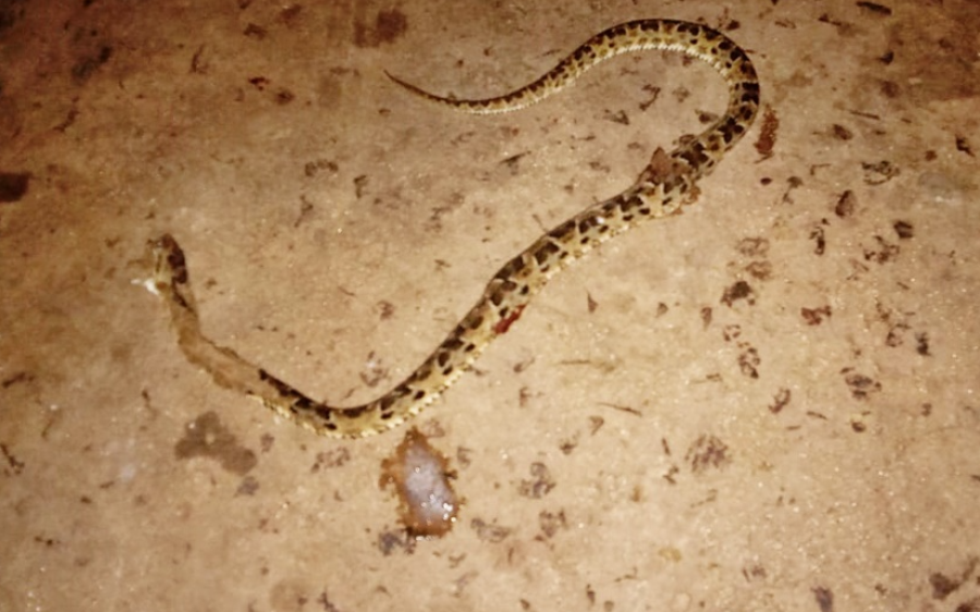Menino de 4 anos é picado por cobra no Pantanal e resgatado por avião até Coxim