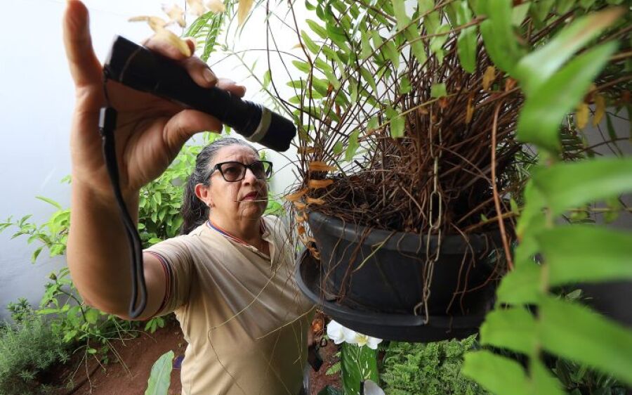 Mapeamento revela aumento de dengue e Chikungunya em áreas rurais de MS