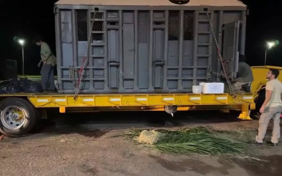 Comboio com elefanta resgatada passa por São Gabriel do Oeste a caminho de santuário em MT
