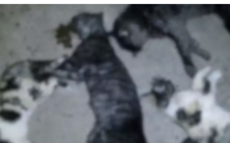 Homem mata gata a tiros em MS e diz não saber que ela tinha dono