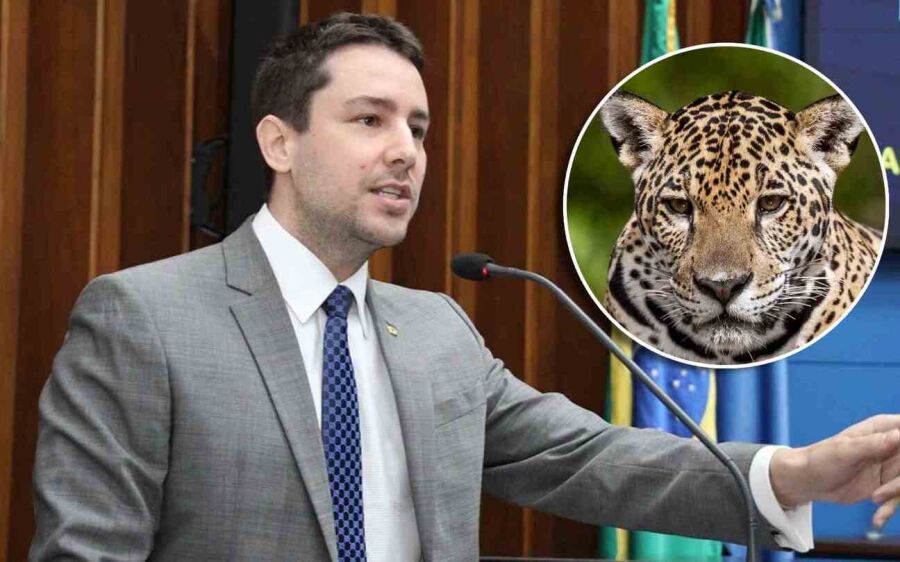 'Lei da Onça': Após morte de caseiro, deputado apresenta projeto de proteção a animais e produtores
