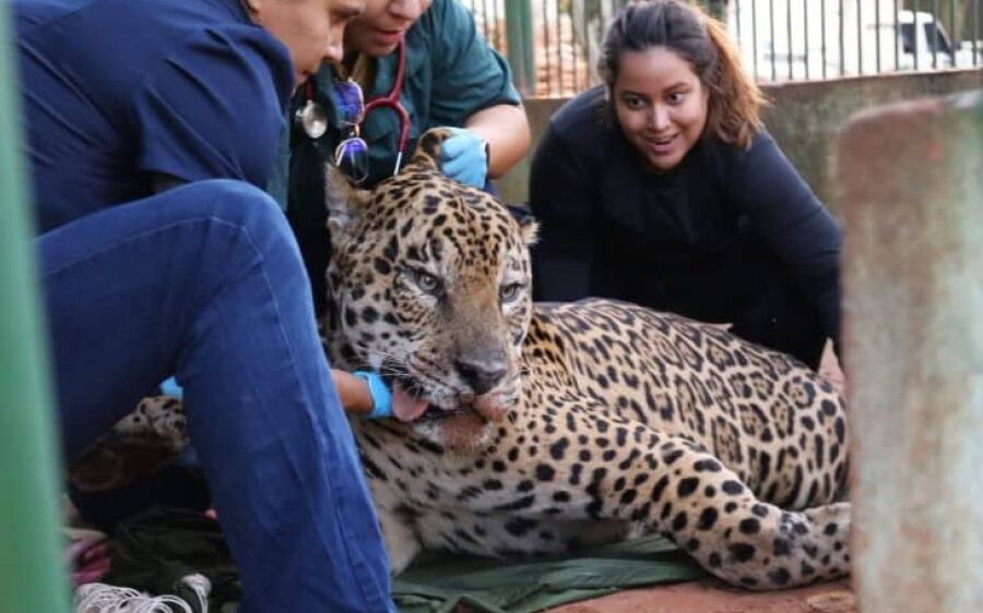 Onça-pintada capturada no Pantanal é transferida para centro de reabilitação em São Paulo
