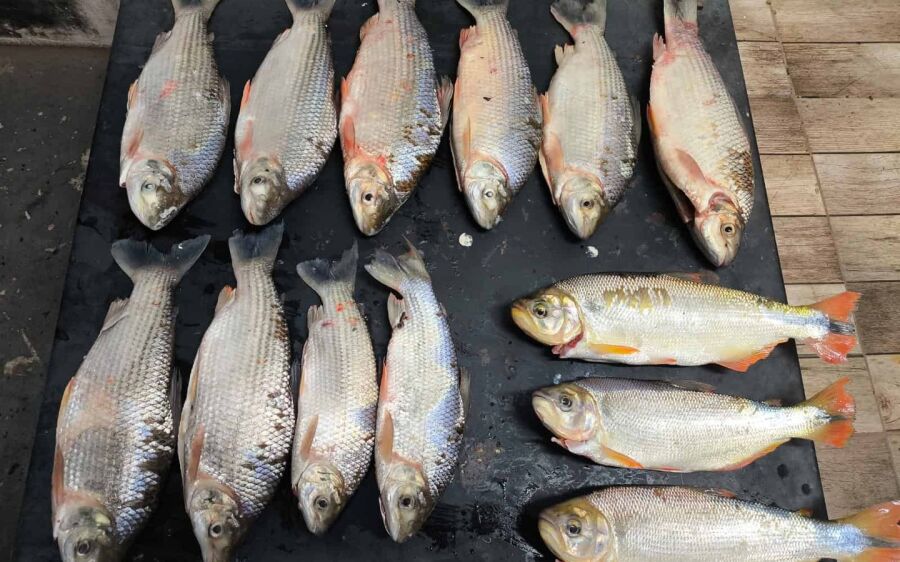 Dupla é flagrada pescando sem licença e com
peixes fora da medida permitida em Coxim
