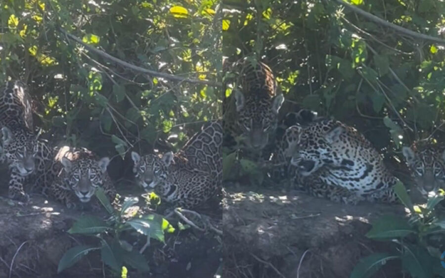 Três onças-pintadas surpreendem pescadores às margens do rio Miranda
