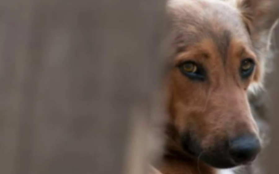 Polícia investiga morador que atraía cachorros para estuprar e matar em MS