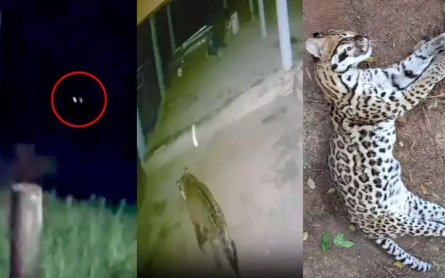 Algo está acontecendo no Pantanal? Por que felinos chegam cada vez mais perto de cidades?