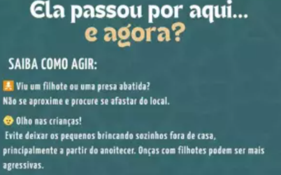 Cidade de MS orienta moradores a conviver com a presença de onças