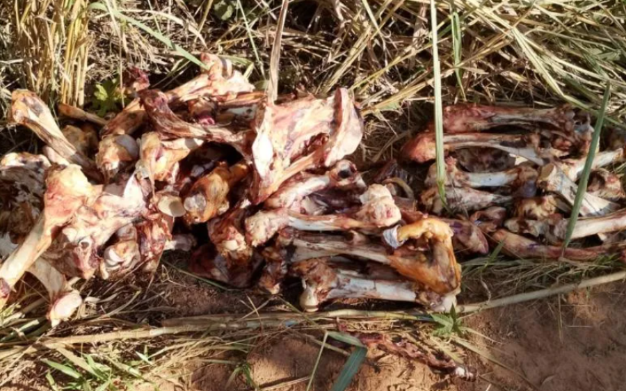 Moradores denunciam descarte irregular de ossadas de animais em estrada rural de Rio Verde