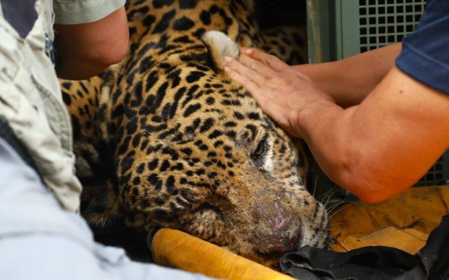 Fezes da onça que atacou caseiro no Pantanal revelam presença de ossos e cabelos humanos