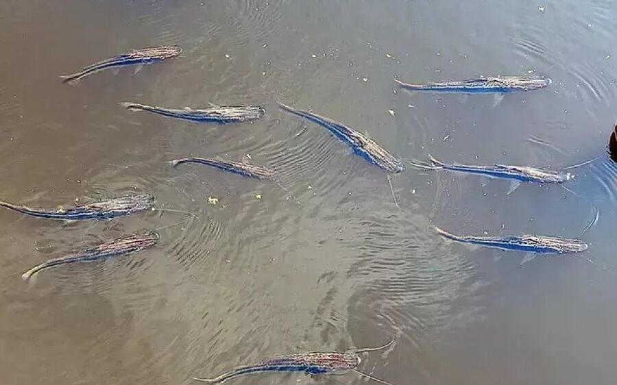 Decoada ressurge com força no Pantanal
e começa a provocar morte de peixes