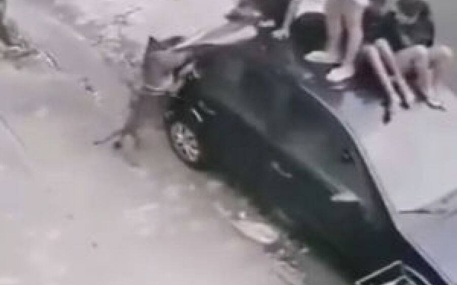 Crianças sobem em carro para se defender de ataque de Pitbull