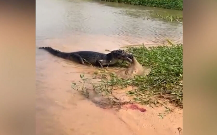 Pescadores registram embate raro entre jacaré e arraia no Rio Taquari
