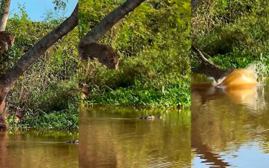 Onça dá bote e surpreende jacaré que consegue escapar no Pantanal
