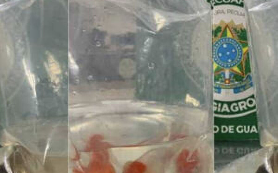 Homem é preso tentando entrar no Brasil com peixes ornamentais em mala