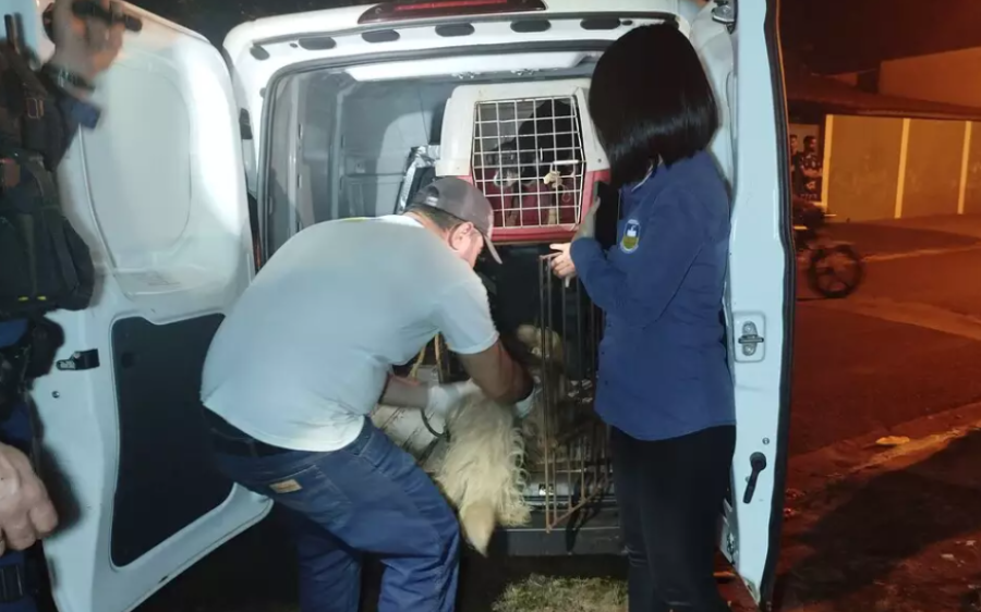 Servidora pública presa por maus-tratos a animais em Dourados é liberada pela Justiça

