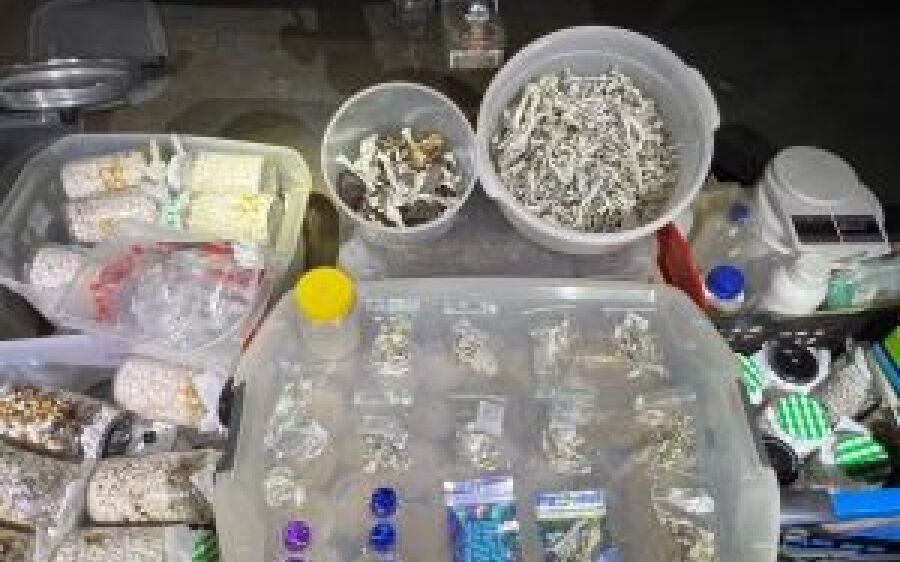 Homem é preso com laboratório caseiro e cultivo de 'cogumelos mágicos' em MS