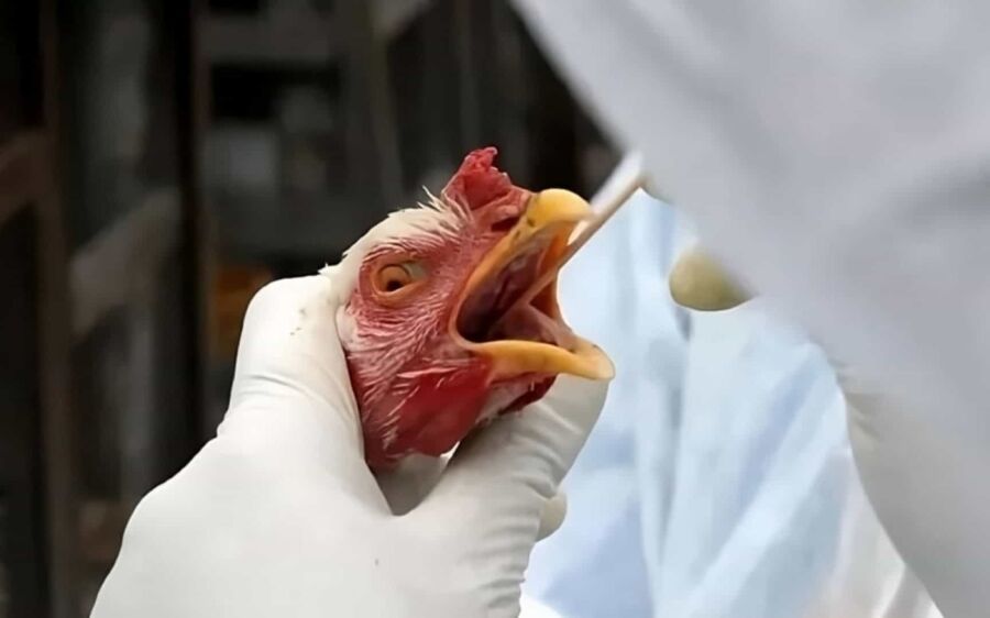 Brasil se declara país livre
da gripe aviária
