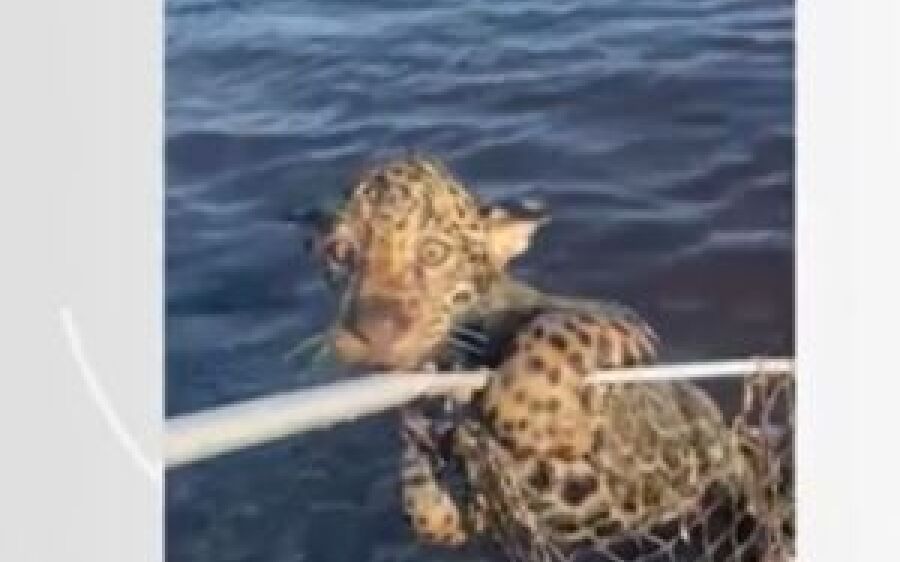 Pescador 'fisga' e ajuda filhote de onça a atravessar rio no Pantanal de MS