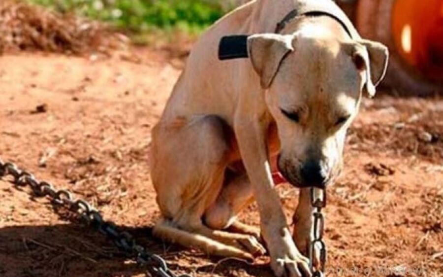Homem que manteve cachorro amarrado com arame é preso