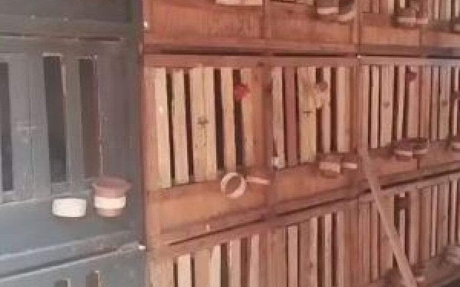 Mulher é multada em R$ 36,8 mil por manter 35 galos em situação de maus-tratos em MS
