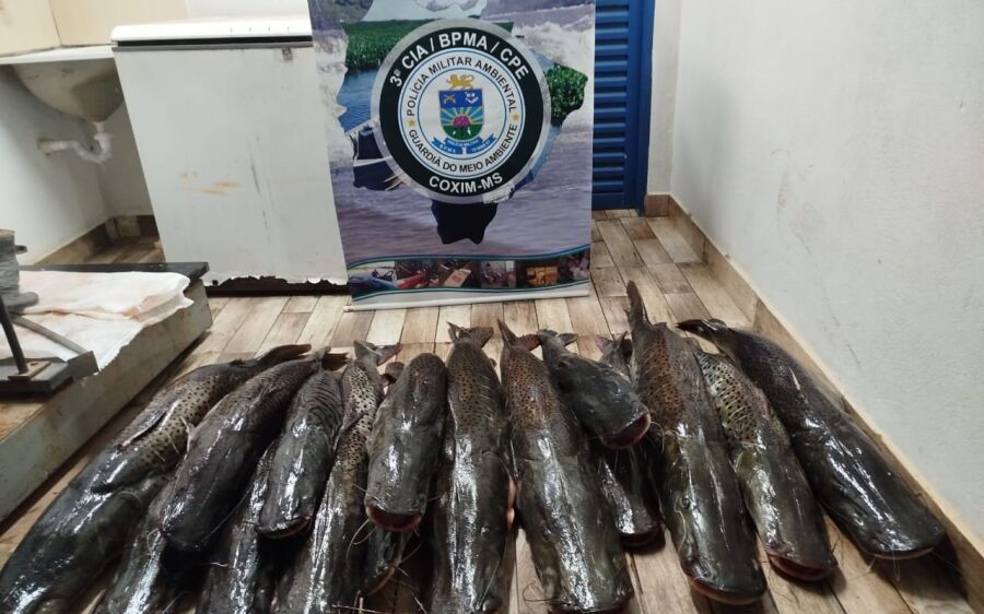 PMA de Coxim apreende 134 kg de pescado ilegal durante operação na região dos Bispos
